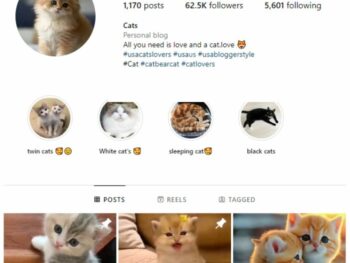 60K Pets Cats Instagram Account for sale