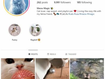 9K Cats Kittens Instagram Account for sale