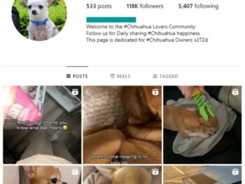 115K Chihuahua Dogs Instagram Account for sale