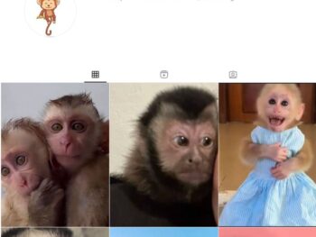 160K Monkey Wildlife Instagram Account for Sale