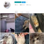 220K Pets Cats Instagram Account for Sale