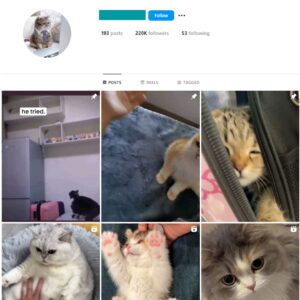 220K Pets Cats Instagram Account for Sale