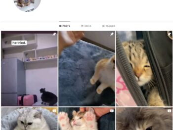 220K Pets Cats Instagram Account for Sale