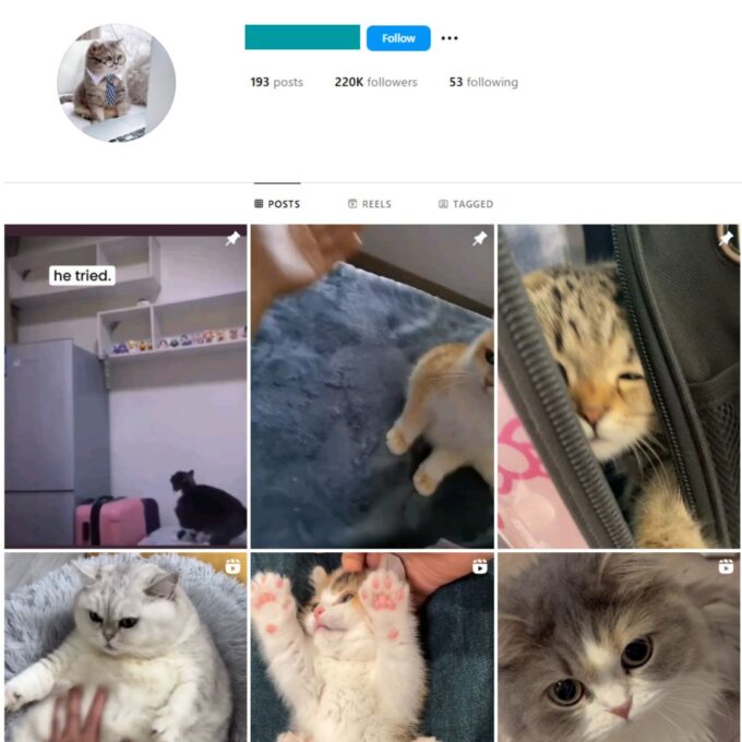 220K Pets Cats Instagram Account for Sale
