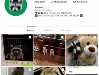 270K Raccoons Animal Instagram Account for sale