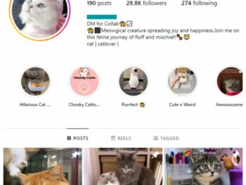 28K Pets Cats Animals Instagram Account for sale