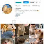 2K Cute Cats Instagram Account for sale