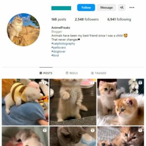 2K Cute Cats Instagram Account for sale