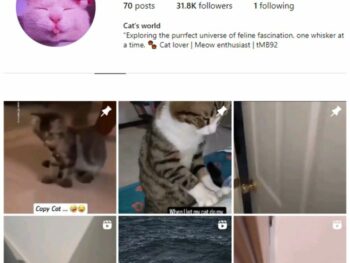30K Pets Cats Animals Instagram Account for sale