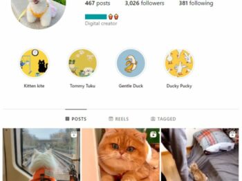3K Cats Pets Instagram Account for sale