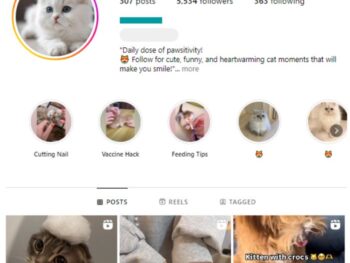 5K Pets Cats Instagram Account for sale