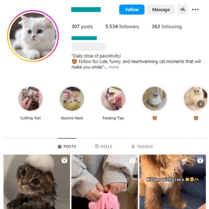 5K Pets Cats Instagram Account for sale