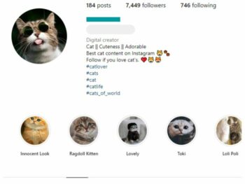 7K Cats Kittens Instagram Account for sale