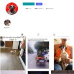 100K Dogs Pets Instagram Account for Sale