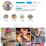 110K Cats Kittens Instagram Account for sale