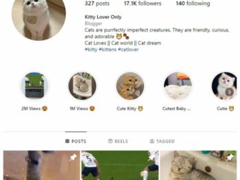 15K Cats Kittens Instagram Account for sale
