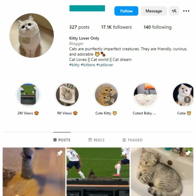 15K Cats Kittens Instagram Account for sale