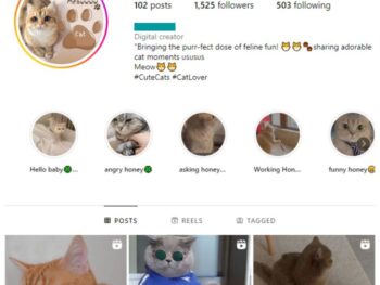 1K Cute Cats Instagram Account for sale