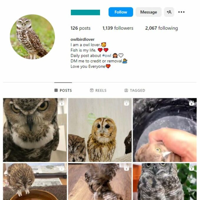 1K Owls Birds Instagram Account for sale