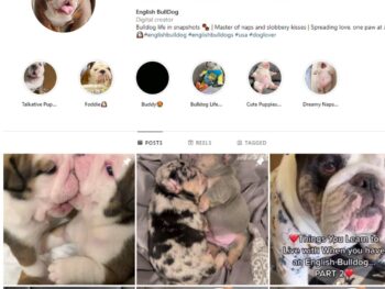 20K Bulldogs Dogs Instagram Account for Sale