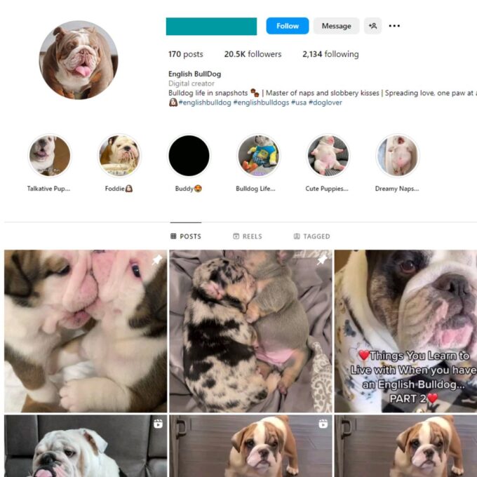 20K Bulldogs Dogs Instagram Account for Sale