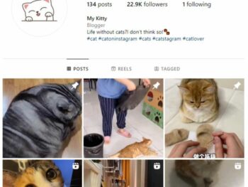 20K Cats Pets Instagram Account for sale
