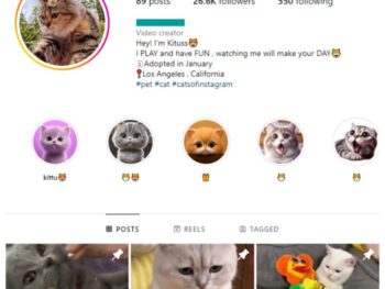 25K Cute Cats Instagram Account for sale