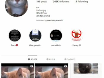 260K Cat Animal Instagram Account for sale