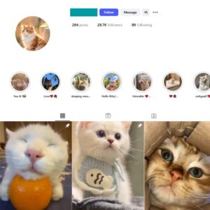 28K Cute Cats Instagram Account for Sale