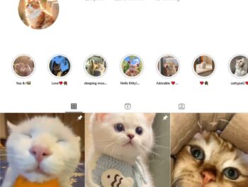 28K Cute Cats Instagram Account for Sale