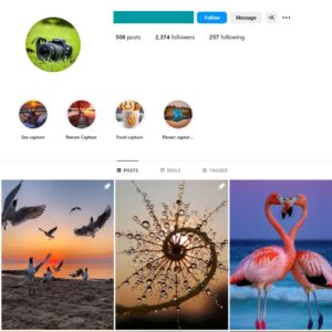 2K Nature Birds Instagram Account for Sale