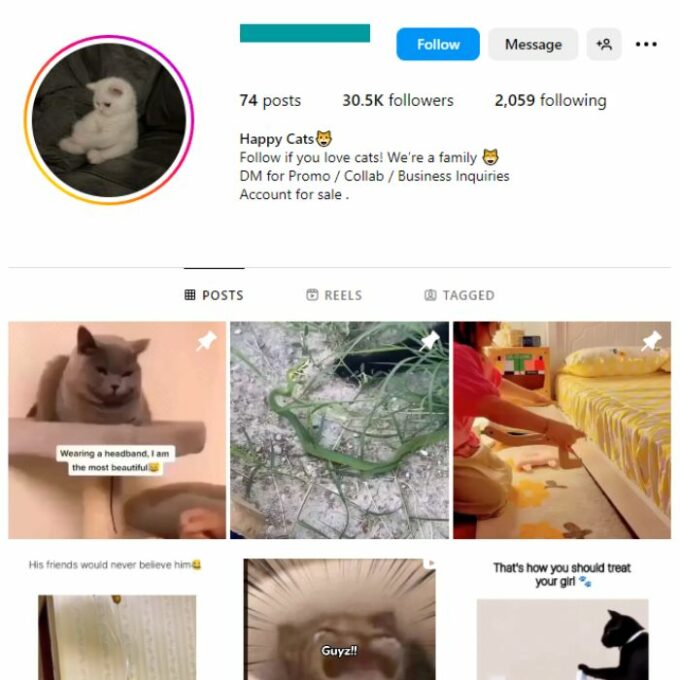30K Pets Cats Animals Instagram Account for sale
