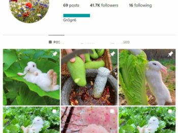 40K Nature Relaxing Instagram Account for sale