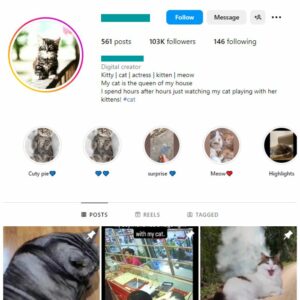 100K Kittens Cats Instagram Account for sale