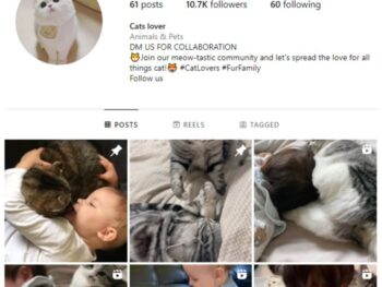 10K Cute Cats Instagram Account for sale