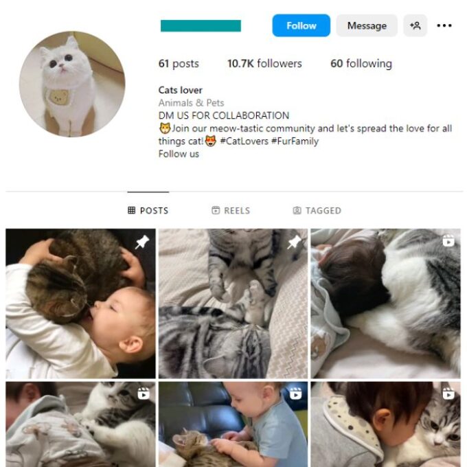 10K Cute Cats Instagram Account for sale