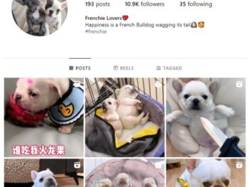 10K Frenchie Dogs Instagram Account for sale