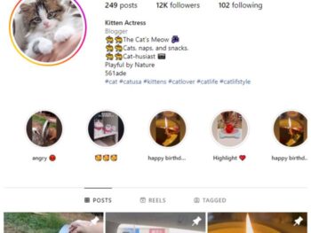 11K Cat Animals Instagram Account for sale