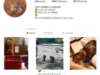130K Viral Cats Instagram Account for sale