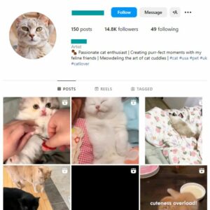 14K Kittens Cats Instagram Account for sale