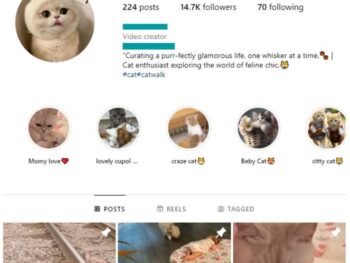 14K Kittens Cats Instagram Account for sale