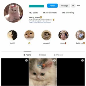 14K Pets Cats Instagram Account for sale