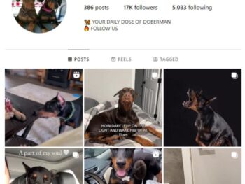 16K Doberman Dog Instagram Account for sale
