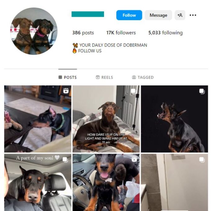 16K Doberman Dog Instagram Account for sale