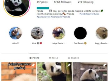 17K Panda Animals Instagram Account for sale