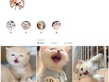 19K Cute Cats Instagram Account for Sale