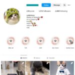 1K Cats Kittens Instagram Account for sale