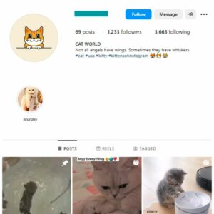 1K Cute Cats Instagram Account for sale