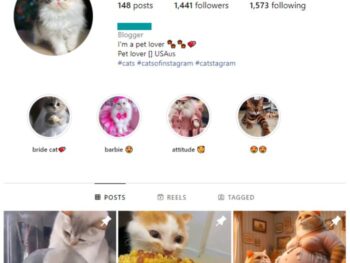 1K Kittens Cats Instagram Account for sale