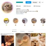 1K Kittens Cats Instagram Account for sale